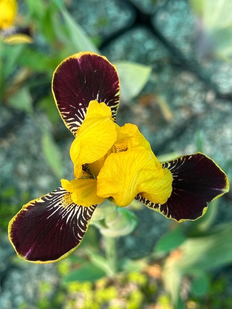 Iris 'Bumblebee Delite'